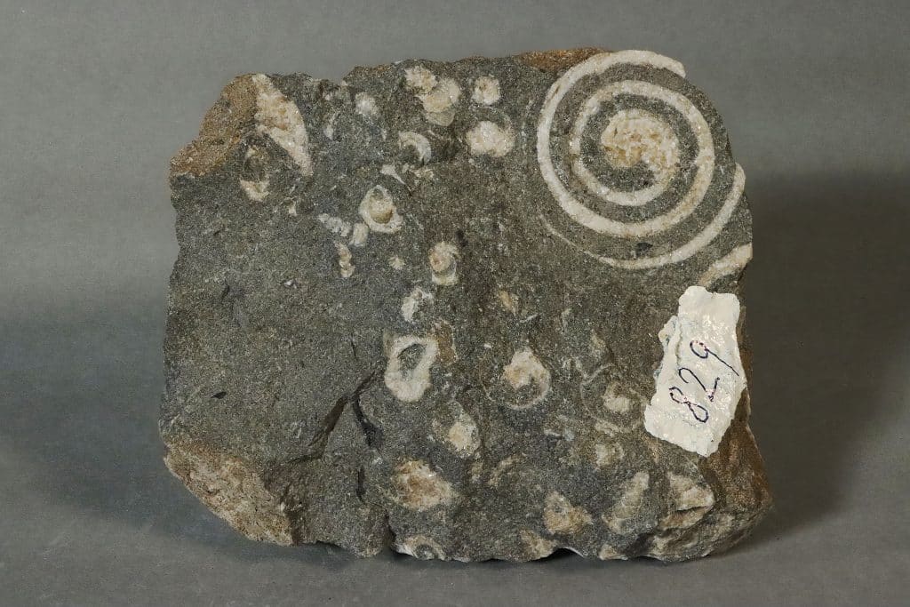 Kalkstein mit Resten fossiler Schneckengehäuse vom Mühlbach bei Brandenberg, Unterinntal