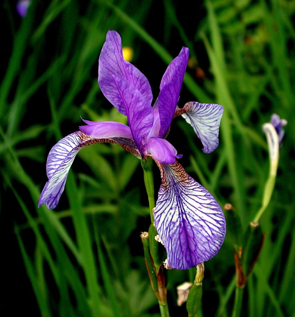 Sibirische Schwertlilie (Iris sibirica