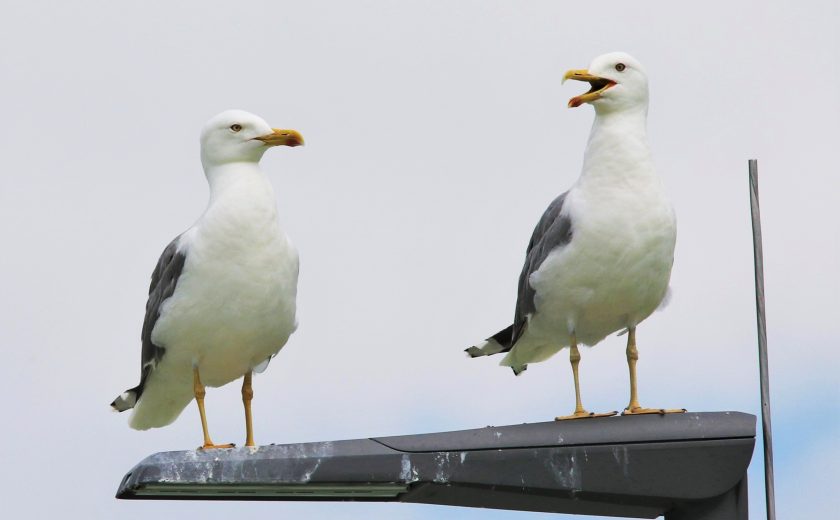 Mittelmeerm&ouml;we