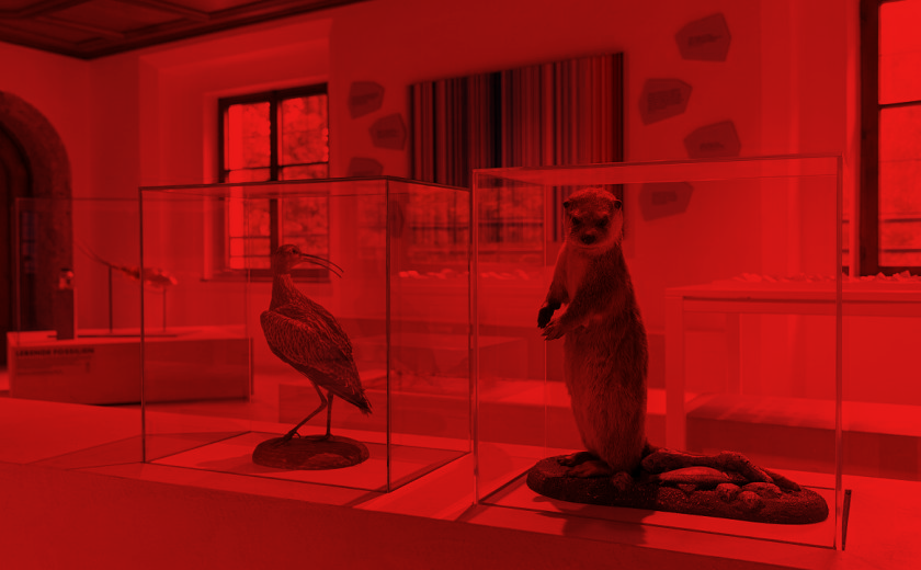 Blick in die Ausstellung „Extrem. Anpassungsstarke Natur“ in der Weiherburg beim Alpenzoo.